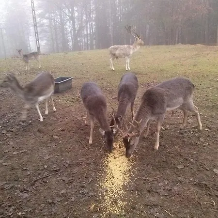 Alloggio per agriturismo Agroturystyka Ostrzyce